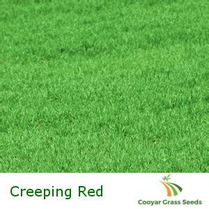 Creeping Red Fescue - Cooyar Grass Seeds