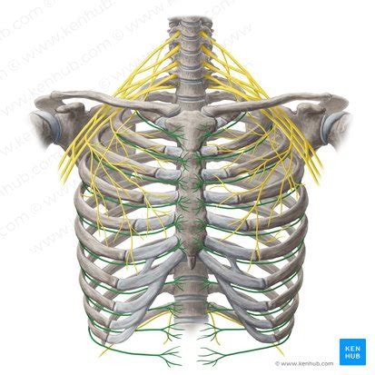 Intercostal nerves: origin, course and function | Kenhub