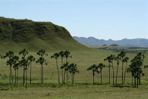 Legislação específica para o Cerrado e conservação do Arco das ...