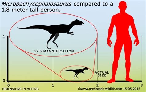 Micropachycephalosaurus (Micropachycephalosaurus, meaning "little thick ...