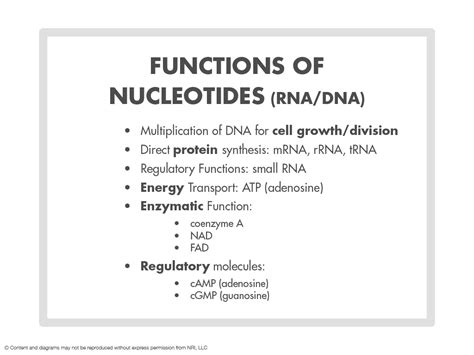 Chapter 7 | Feel Good Nucleotides