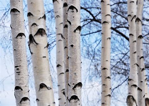 Birch trees in winter | White birch trees, Winter trees, Birch tree