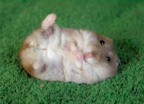 Funny Hamster Wallpapers