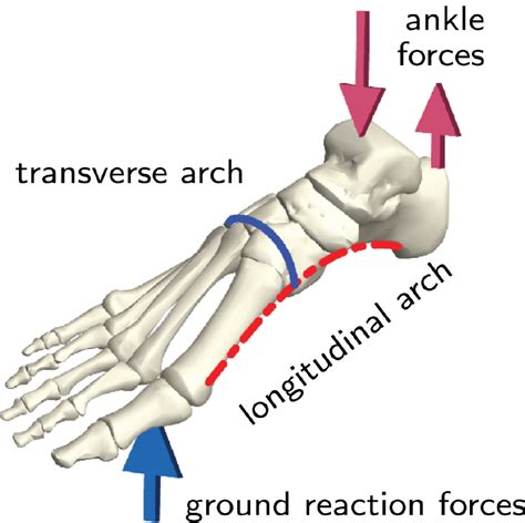 Mathematician identifies new tricks for the old arch in our foot