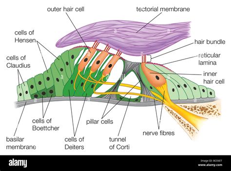 Structure of the organ of Corti Stock Photo - Alamy