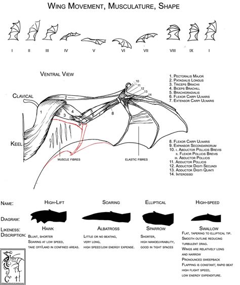 Wing Structure 1 of 2 by ObloquyCondemed on deviantART | Wing anatomy ...