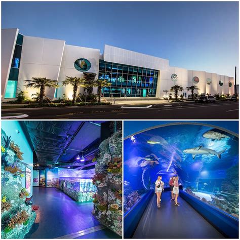 Peddle Thorp designed Cairns aquarium gets major Queensland ...