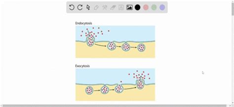 SOLVED:What is the difference between endocytosis and exocytosis?