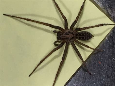 Eratigena duellica (Giant House Spider) in Portland , Oregon United States