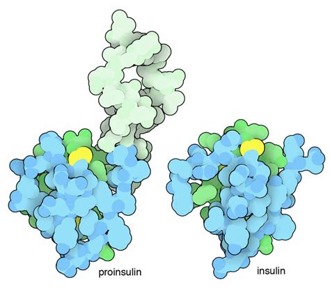 PDB-101: Molecule of the Month: Insulin