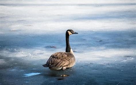 Frozen Pond Stock Photos, Images and Backgrounds for Free Download