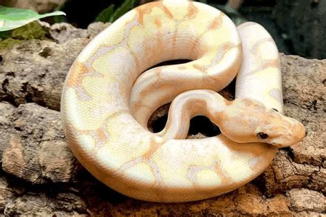 50 Ball Python Morphs: Types, Colors & Pictures (Ultimate List)