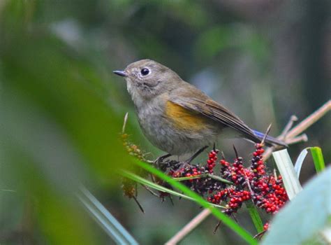 Bird Watching in Japan & Asia: Birdwatching in Tam Dao National Park ...