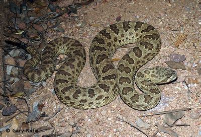 Harmless or Lethal? Learn to Identify the Venomous Snakes of Utah ...