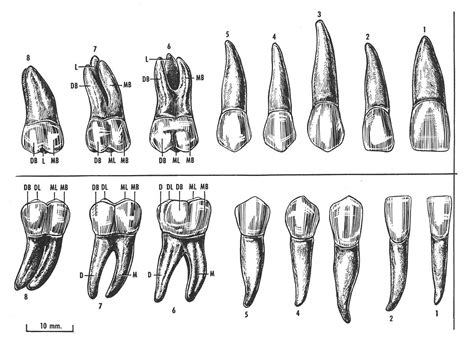 Teeth Anatomy Diagram