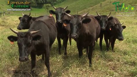 Ganado Wagyu: Historia y Características de su Carne - TvAgro por Juan ...