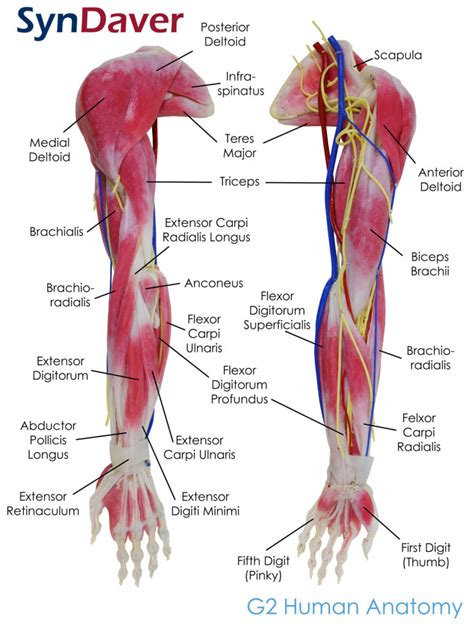 Anatomy-Arm-Labeled | SynDaver