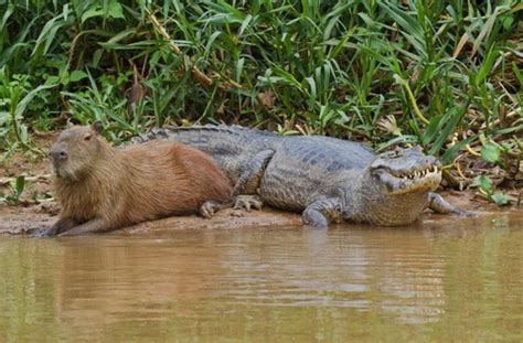 Capybaras With Other Animals – Capybara