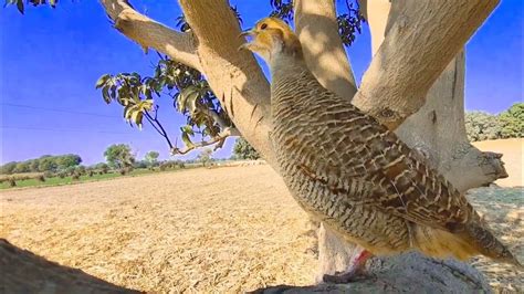 teetar bird sale in pakistan, titar ki awaz, teetar ke bacche breeding ...