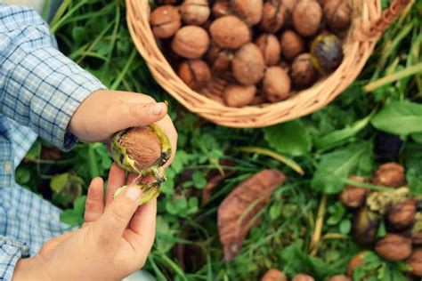 Harvesting Walnuts - Collecting, Drying and Storing