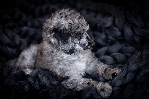 Merle Poodles — STOKESHIRE