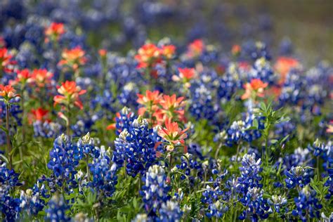 Where to See Texas Wildflowers This Spring