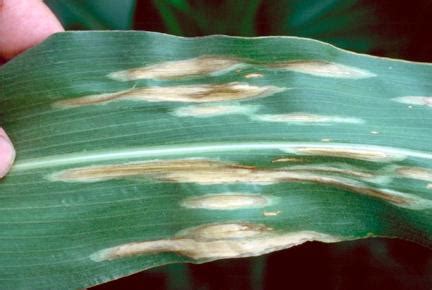 Northern corn leaf blight