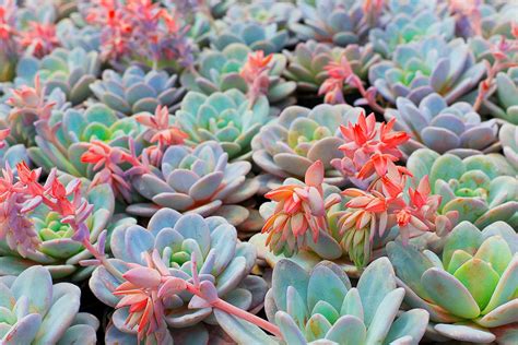 Succulent | Definition, Facts, & Examples | Britannica