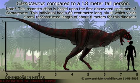 Carnotaurus Size Comparison T Rex