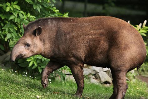 Tapir | San Diego Zoo Animals & Plants