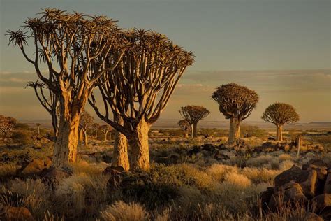 Pin on Africa | Landscape trees, Nature tree, Landscape