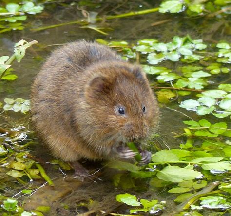 ABOUT - Water Vole