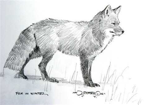 Fox drawing sketches, Fox drawing, Pencil drawings of animals