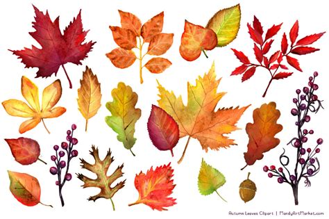 Watercolor Autumn Leaves & Branches Clipart By Amanda Ilkov | TheHungryJPEG