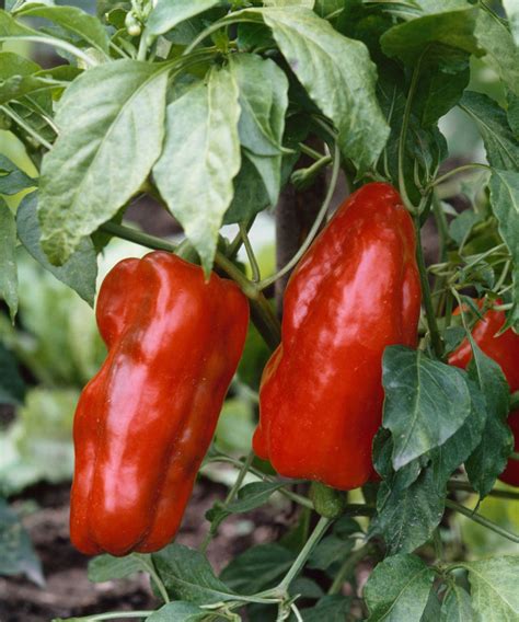 How to grow and care for bell peppers | Homes & Gardens