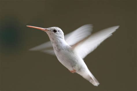 21 Stunningly Rare Albino Animals