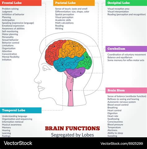 Human Brain Anatomy And Functions Brain Anatomy And Function | Images ...