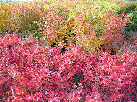 Shrubs to Get Fall Color (Better Than Burning Bush)