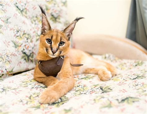 The world's most expensive cat breeds