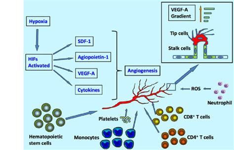 Factors regulating angiogenesis. Angiogenesis is mainly regulated by ...