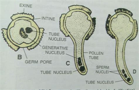 [DIAGRAM] Flower Diagrams For Pollen Duster - MYDIAGRAM.ONLINE