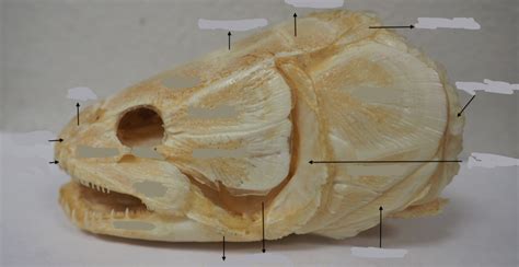 Fish: Bowfin Sagittal Diagram | Quizlet