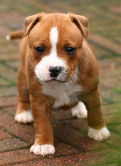 Staffordshire Bull Terrier puppy | Dogs | Pinterest | Staffordshire ...