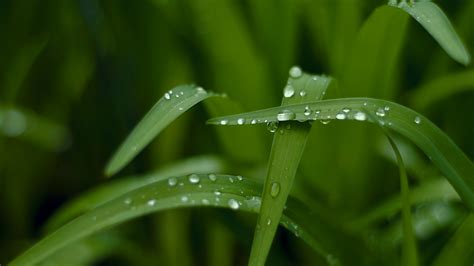 🔥 Download Wallpaper Grass HD 4k Macro Drops Green Nature by ...