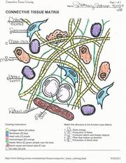 What Is The Makeup Of The Matrix In Connective Tissues - Mugeek Vidalondon