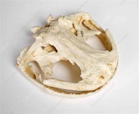 Salamander skull model - Stock Image - C023/6576 - Science Photo Library