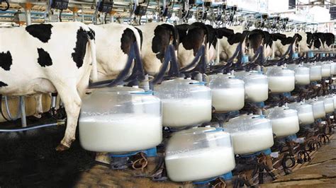 Dairying : Management of animals for milk and its products Lactation