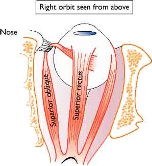 Eye movements and squint |Drug Alcoholic Trauma Allergy Treatment