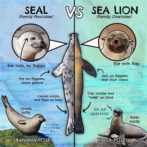 Seal vs Sea Lion - What's the Difference? - Animal Corner