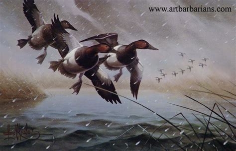 pictures of canvasback ducks | Canvasback Duck Flying Thirteen ...